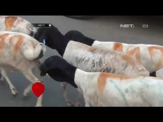 Kakiah, Pusat Pemotongan Hewan Kurban di Arab Saudi - NET5