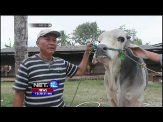 Mat Aji, Penjual Sapi Kurban Terbesar di Lampung - NET12