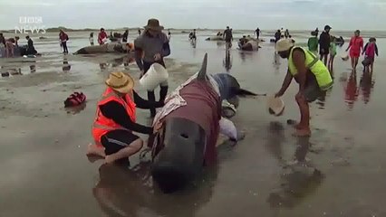 Nouvelle-Zélande : des centaines de baleines s'échouent sur une plage