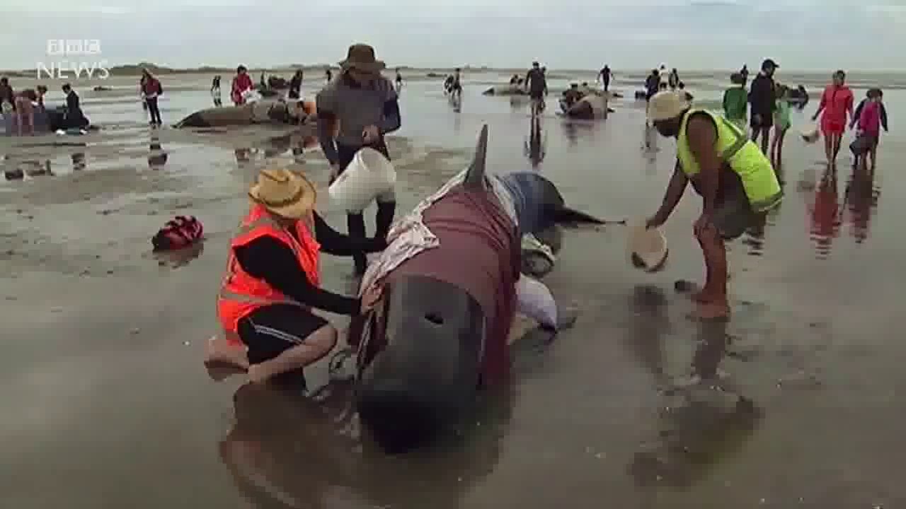 Nouvelle-Zélande : des centaines de baleines s'échouent sur une plage
