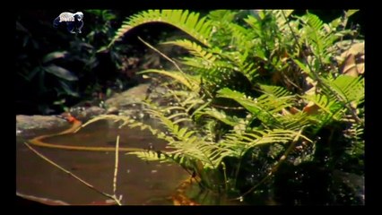 Animais selvagens atacando, Confrontos animais, Serpentes atacando animais, Wi