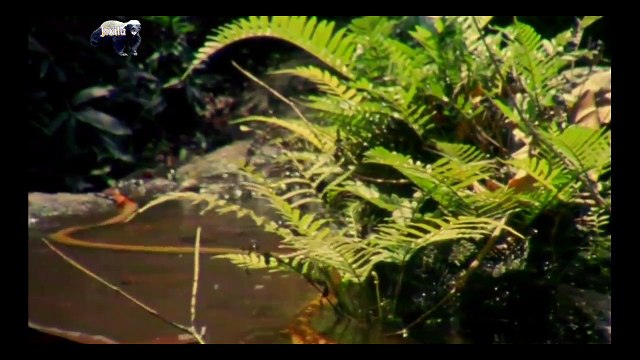 Animais selvagens atacando, Confrontos animais, Serpentes atacando animais, Wi