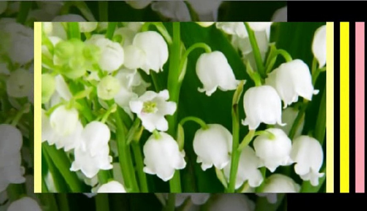 すずらんはあの時の花　高石かつ枝  Takaishi Katsue