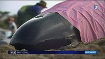 Nouvelle-Zélande : Toujours pas d'explication scientifique pour les baleines échouées !