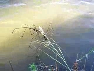 Professional Fishing Presented By Me