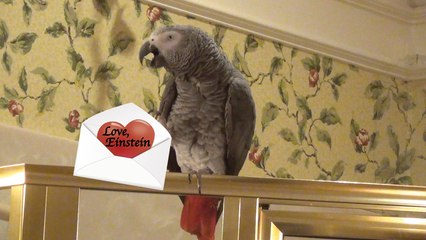 Will you be Einstein the Parrot's Valentine?