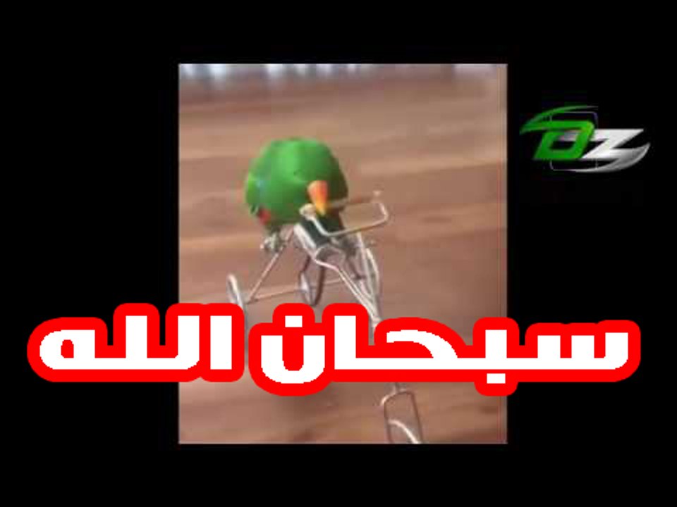 سبحان الله شاهد الببغاء ماذا فعل