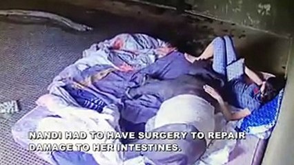 4-Month-Old Rhino Loses Mom To Poachers, Then Rescuers Introduce Her To A Cat