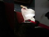 Oliver the Dog Barks While Dreaming