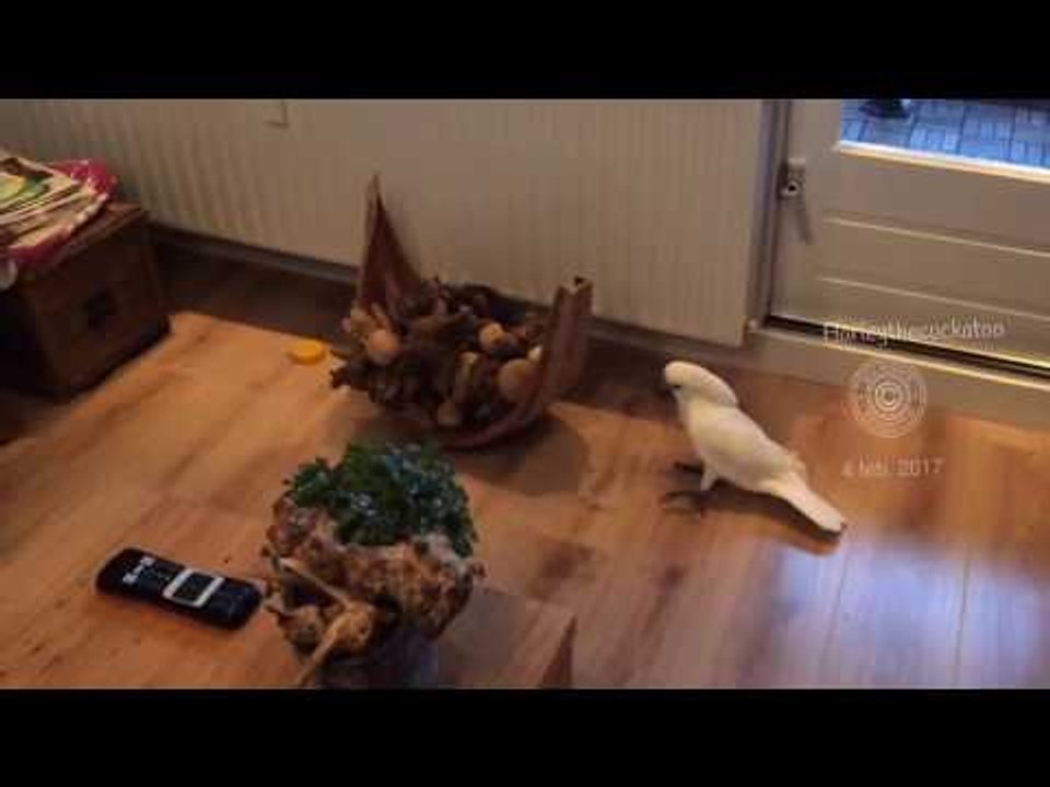 Rowdy Cockatoo Rampages Around Her Home