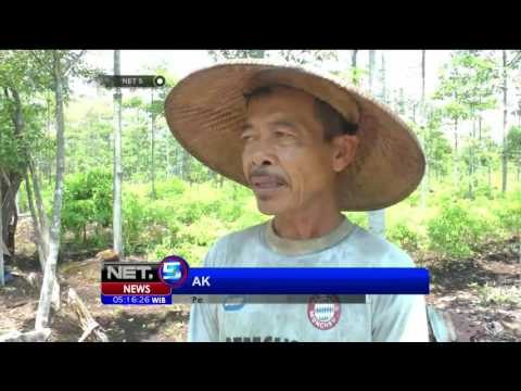Membuka Lahan Gambut Tanpa Membakar - NET5