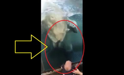 Ngeri, Beruang Kutub Coba Makan Bayi - NEWS_x264