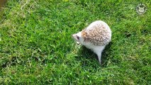 Happy Hedgehogs Cute Pet Video Compilation 2017-NstJWd-9FOA