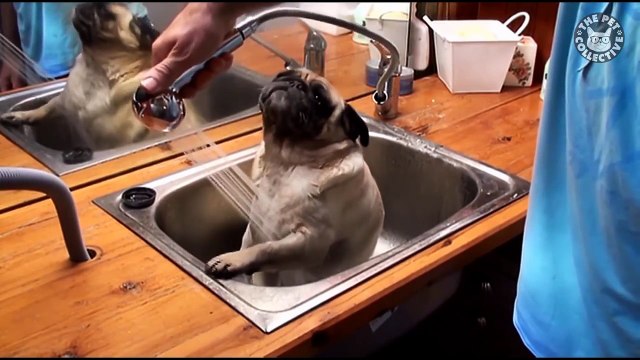 Love Bug Pugs Adorable Puppy Video Compilation 2017-7z9u1OZSkyU