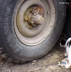 World: 'Tom and Jerry' are real ||  Mundo: "Tom e Jerry" são reais