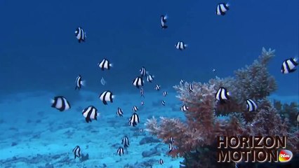 飯田祐巳の海の生き物と触れ合う♡FULL-HD-1080P-Micronesia-CHUUK-丘克島-魚-魚群-熱帶魚-海-海洋-海底-攝影