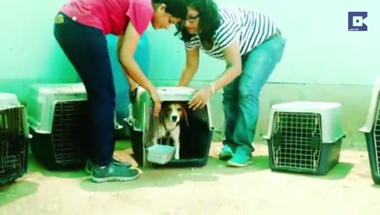 156 Beagles Rescued From Lab