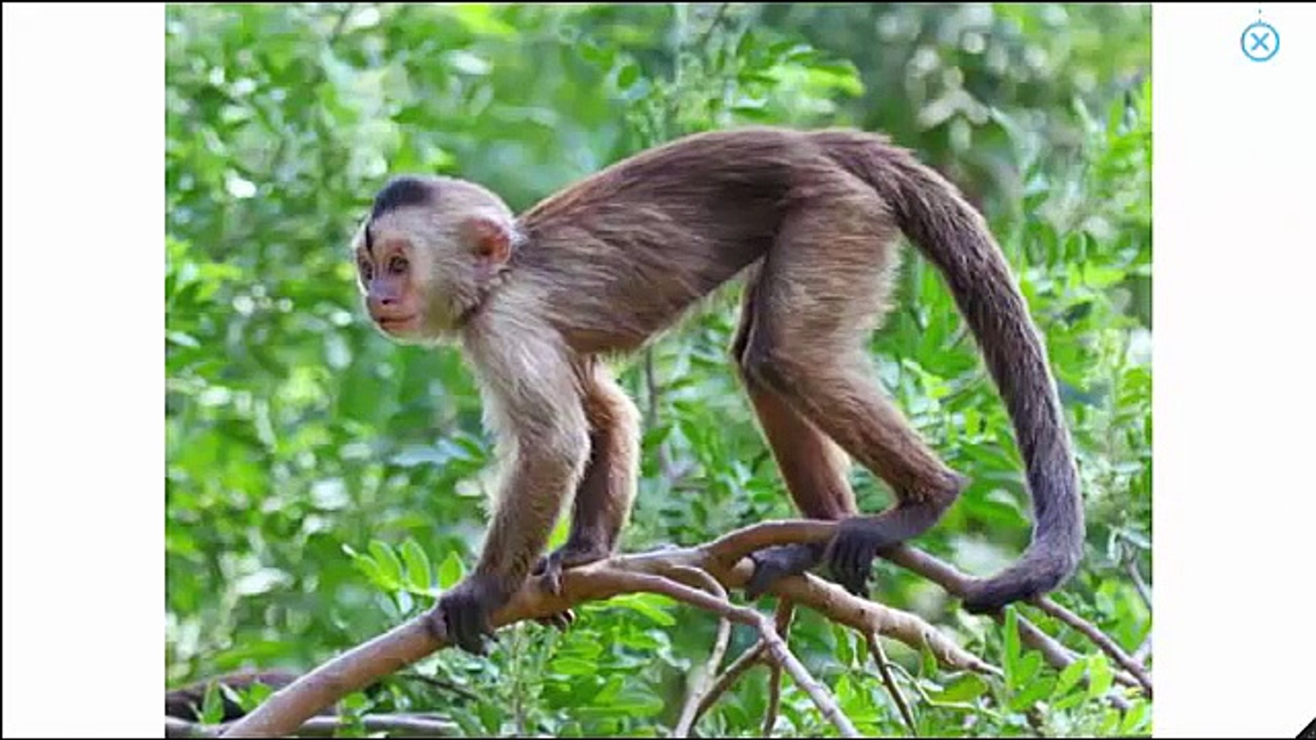 ⁣Learn Animals Names & Sounds for Children | Learn Wild Animals & Farm Animals,Sea Animals