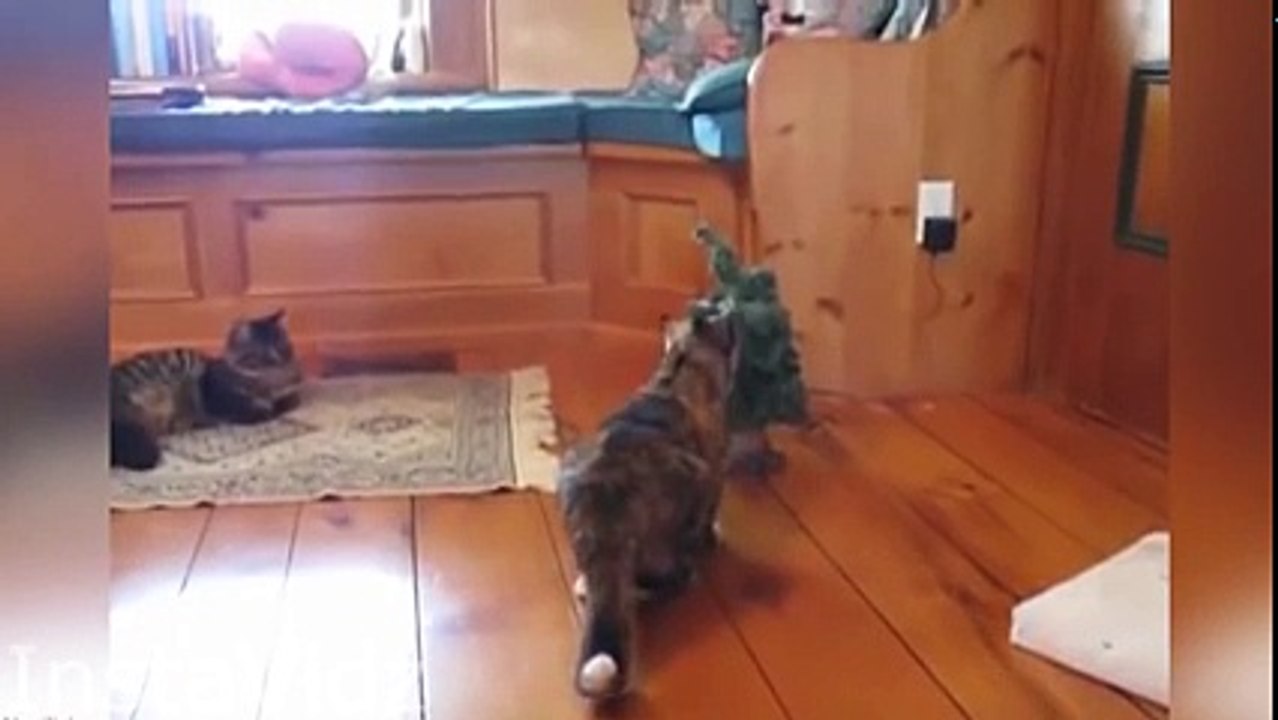 Best Scared Cats Compilation 2017 - FUNNY CATS