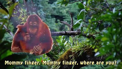 Finger Family Monkeys Nursery Rhyme | Zoo Animal song Five little Monkeys | Kids Songs For Children