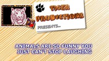 Animals are so funny you just can't stop laughing - Funny animal compilation