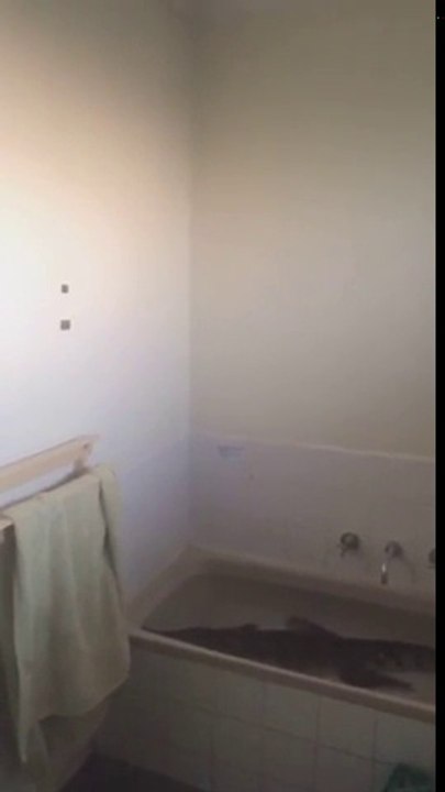 Il se douche avec son crocodile dans la salle de bain en Australie !