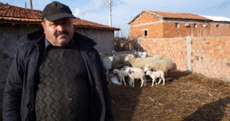 Dolandırıcılara Kanan Köylüler, Bine Yakın Küçükbaş Hayvanından Oldu