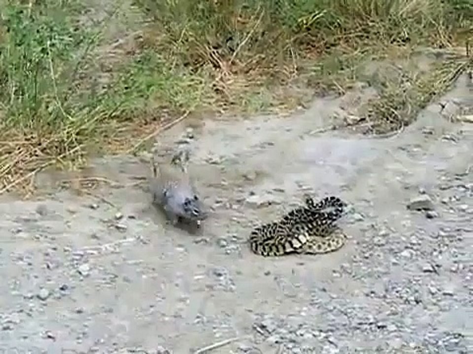 Tupai vs ular