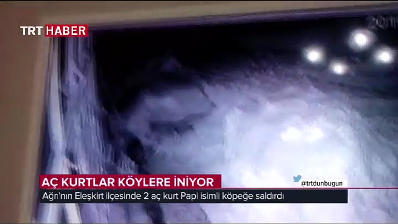Aç kurtlar köpeğe böyle saldırdı