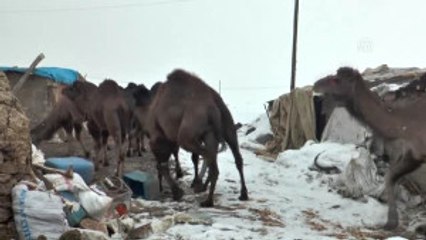 Suriye'den Getirilen Develer Turist Gezdirecek