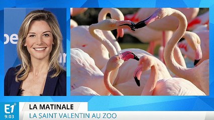 Saint-Valentin : à la découverte de la vie amoureuse des animaux