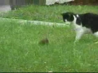 chat VS écureuil