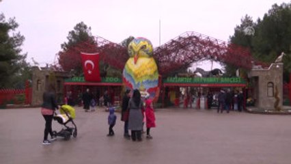 Şempanze "Can" Zürafa ve Fillerin Tahtını Elinden Aldı