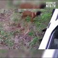 wild animal attake on man dog help tha man it is funny vedio of wild animal