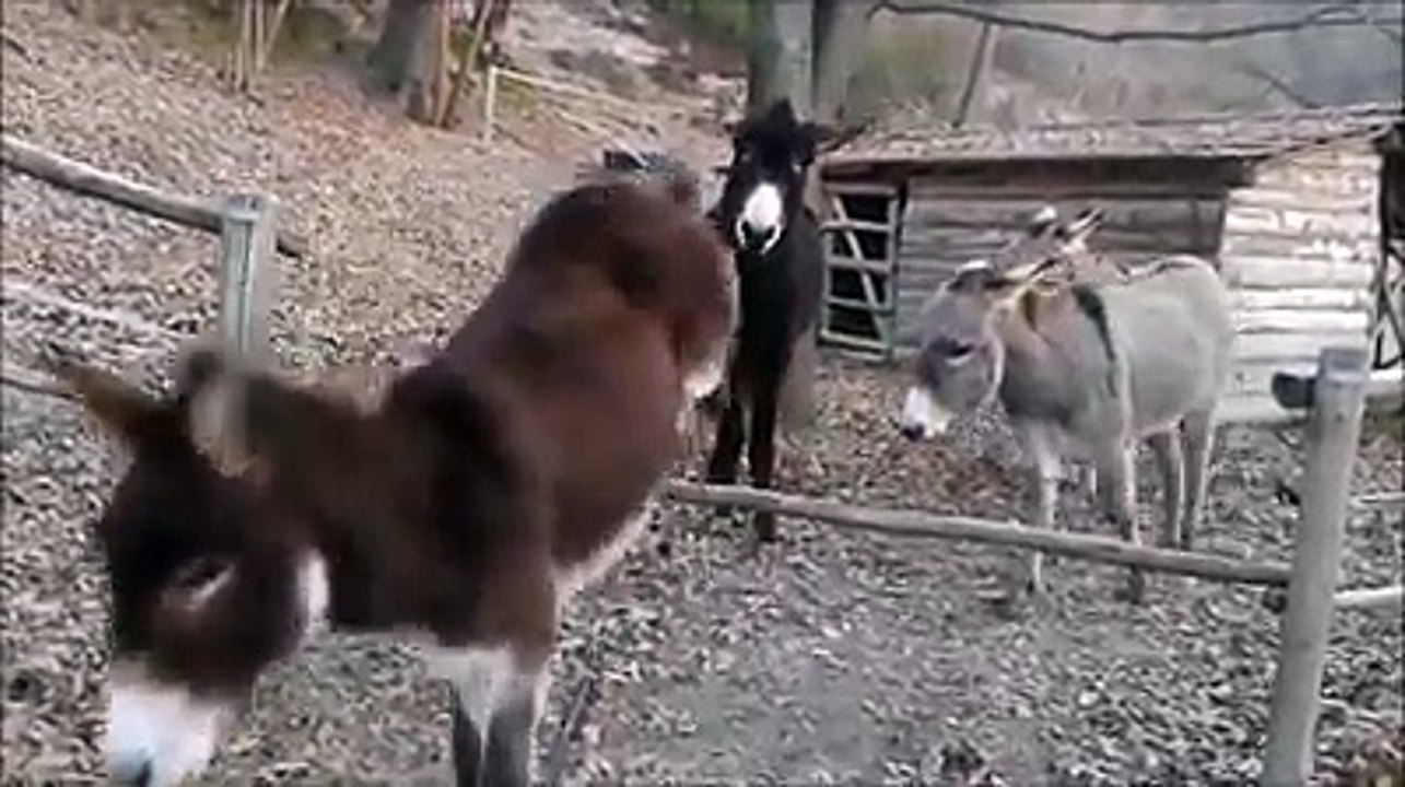 o-burro-inteligente