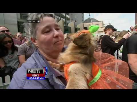 Lomba Kostum Terbaik Anjing Dachshund - NET2