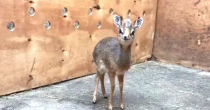 Kendine Hayran Bırakan Öksüz Antilop Yavrusu