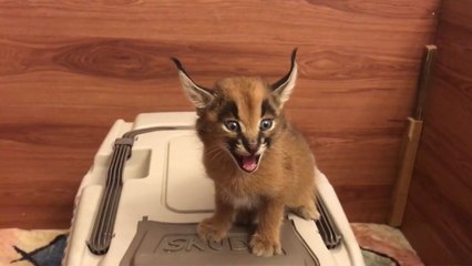 Un bébé caracal se met à crier