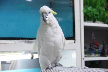 Papağanın Fiyatı Duyanları Şaşırtıyor