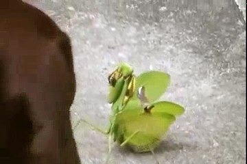 cachorro-vs-louva-a-deus