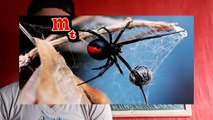 as 5 aranhas mais perigosas do mundo.