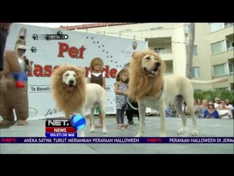 Pesta Topeng Khusus Hewan Peliharaan Jelang Halloween Diadakan di Florida, AS - NET24