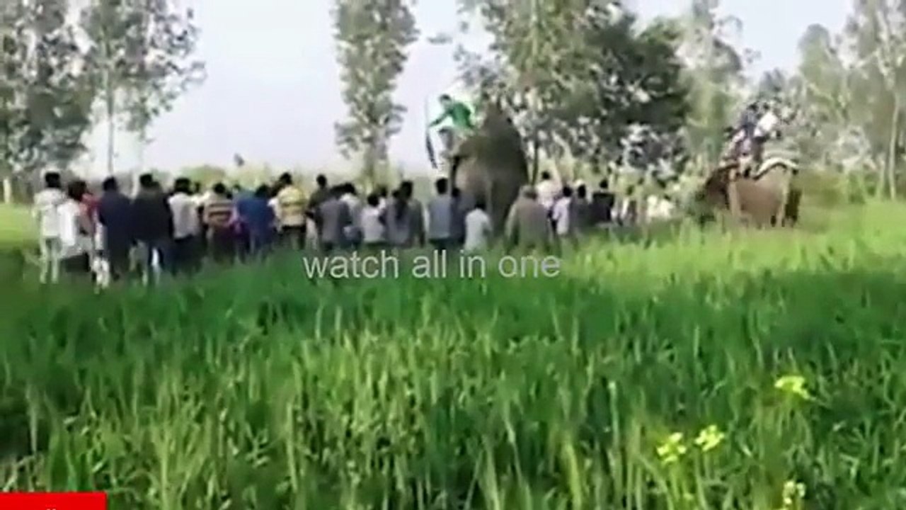 Momenti kur kapet tigri