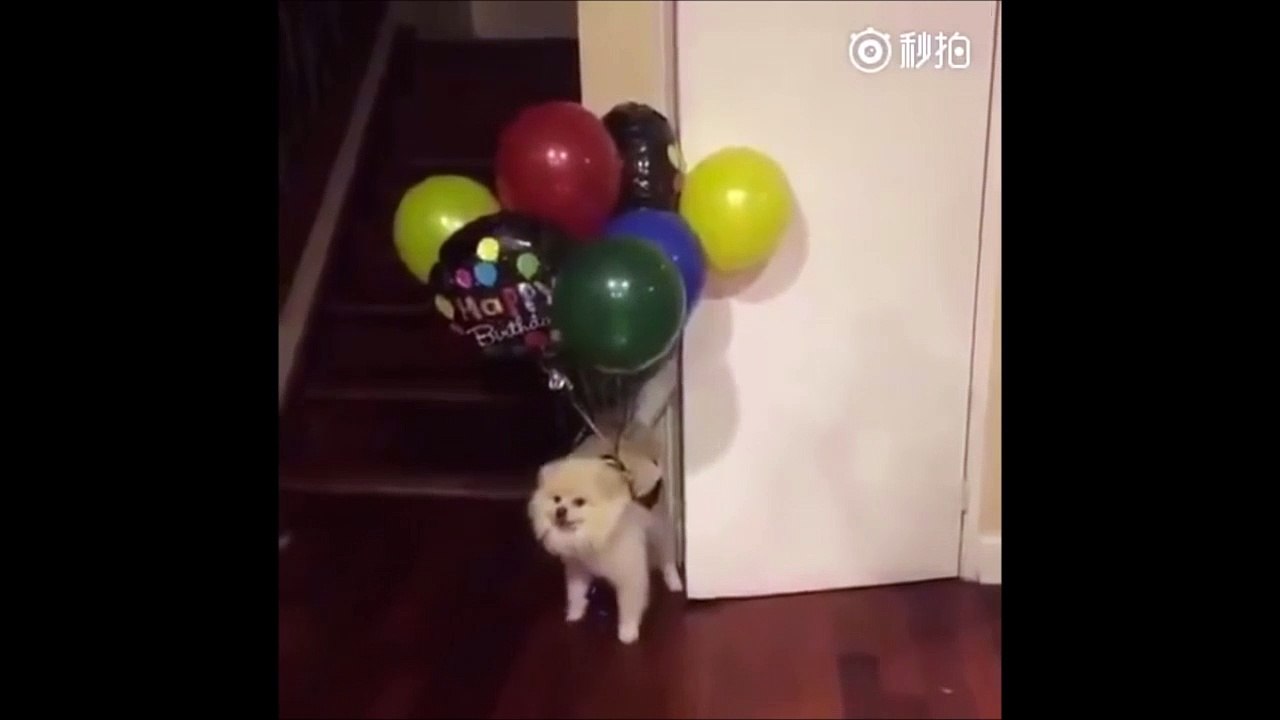Quand ton chien s'envole porté par des ballons d'hellium
