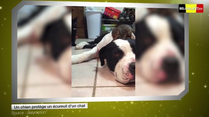 Un chien protège un écureuil d'un chat