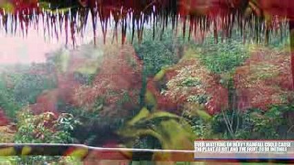 15 World’s Strangest Fruits - YouTube