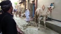 Camel Dancing On The Naat Of Holy Prophet Hazrat Muhammad (PBUH)