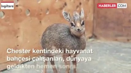 Kendine Hayran Bırakan Öksüz Antilop Yavrusu