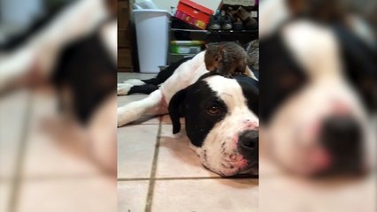 Un chien protège un écureuil quand un chat s'approche un peu trop de lui