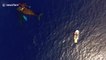 Humpback whales swim around boat with newborn calf